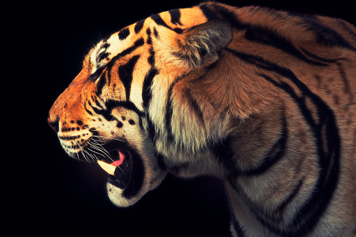 Side-view of a Tiger isolated on black
