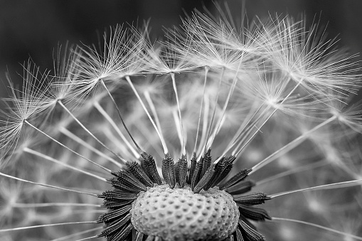 Dandelion, Flower, Plant, Seed, Wind