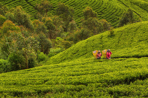 Tea production is one of the main sources of foreign exchange for Sri Lanka.