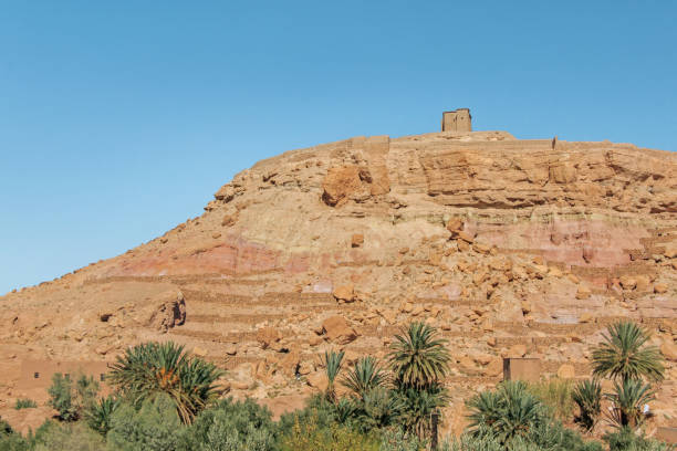 istock green plants at Ait-Ben-Haddou village 895114542