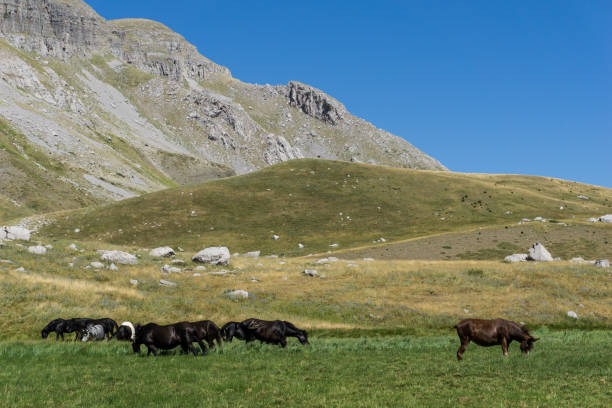 istock A herd of horses in the mountains 895116726
