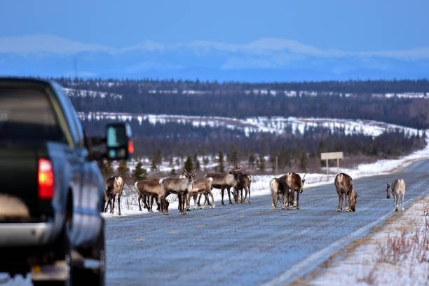 istock Alaska Roadblock 895116962