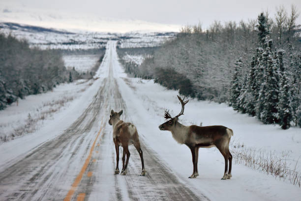 Alaska Roadblock stock photo