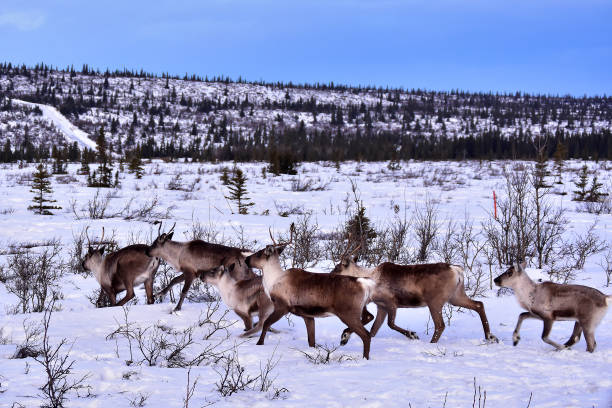 istock Caribou in Snow 895116972