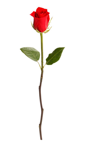 rosa vermelhas - uma única flor - fotografias e filmes do acervo