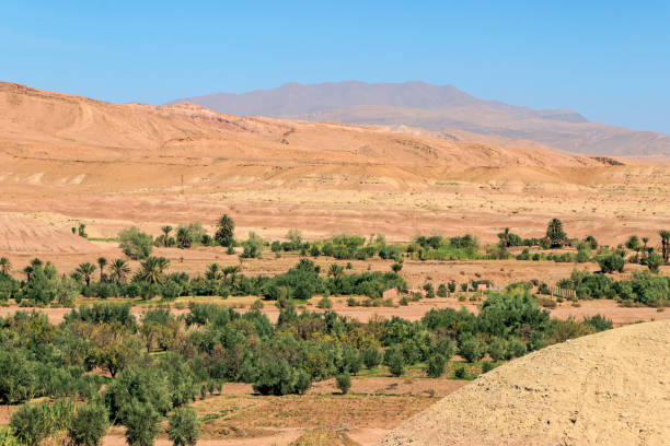 istock green plants in morocco dades valley 895124930