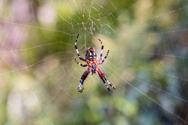 istock Banded garden or golden orb weaver spider. 895129818