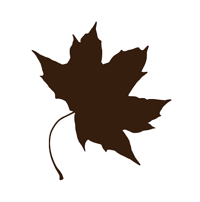 Brown shape of maple leaf isolated on the white background. Symbolic natural object.