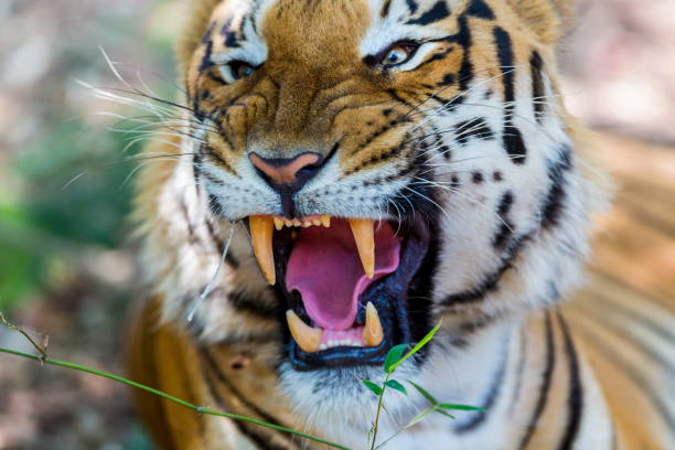 istock Tigers in India roaming free. 895137806
