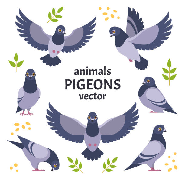 illustrations, cliparts, dessins animés et icônes de collection de pigeons. - pigeon