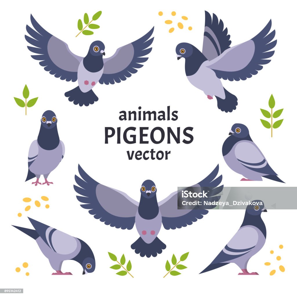 Pigeons collection. Vector illustration of grey cartoon pigeon in different poses. Isolated on white background. Pigeon stock vector