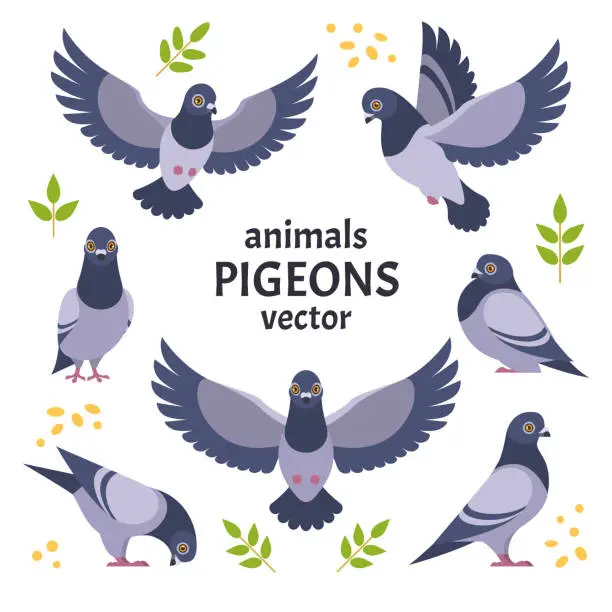 Vector illustration of Pigeons collection.