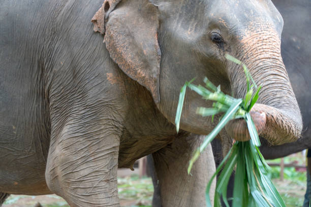 istock Baby Indian Elephant in Thailand 895142760