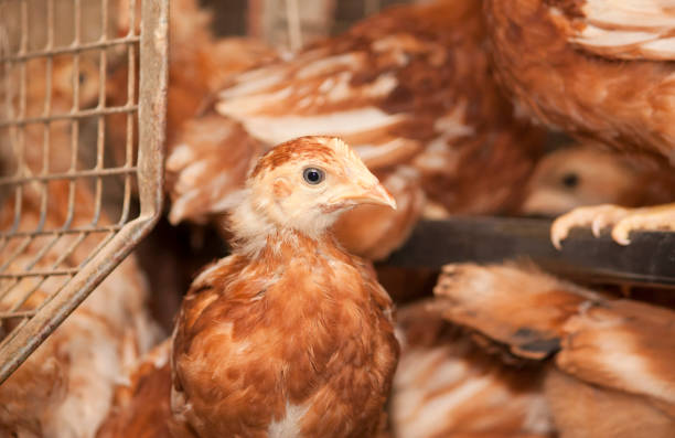 istock Brown chickens in a cage at the poultry farm 895143320