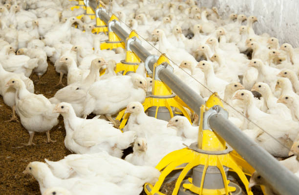 istock White young chickens at the poultry farm 895145348