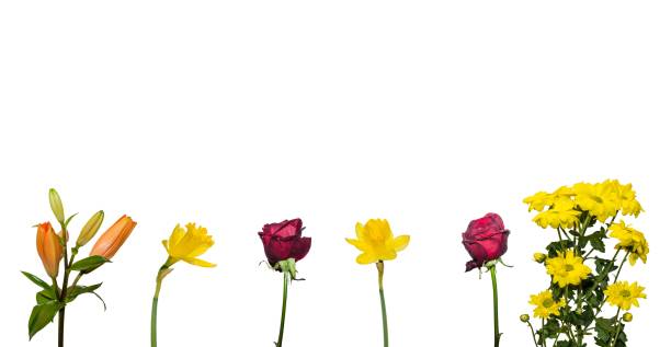 istock colorful flowers and white background 895150340