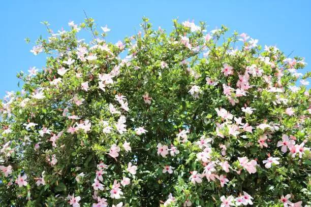 Photo of Large hibiscus shrub blooming pink in Perth, Australia