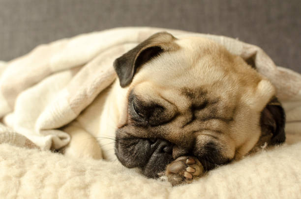 istock little pug sleeping on the wool pillow and holds a paw under the head 895174396