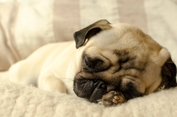 istock little pug sleeping on the wool pillow and holds a paw under the head 895174418