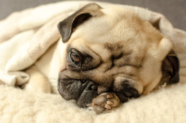 istock little pug sleeping on the wool pillow and holds a paw under the head 895174432