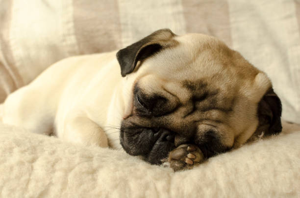 istock little pug sleeping on the wool pillow and holds a paw under the head 895174444