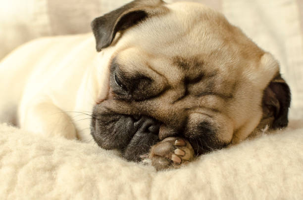 istock little pug sleeping on the wool pillow and holds a paw under the head 895174474