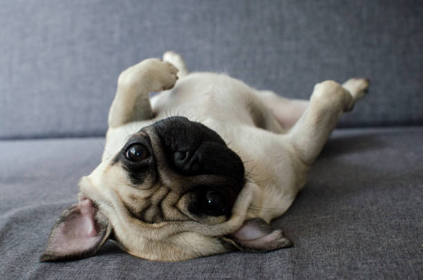 Cute small dog breed pug lying on back and begging to play with it Cute small dog breed pug lying on back and begging to play with it pug stock pictures, royalty-free photos & images