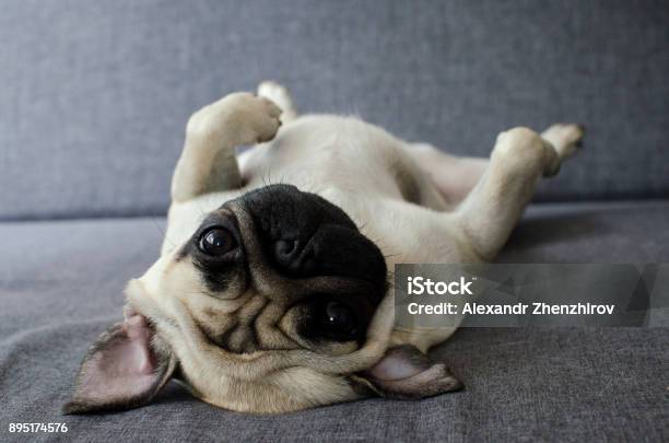 Cute Small Dog Breed Pug Lying On Back And Begging To Play With It Stock Photo - Download Image Now