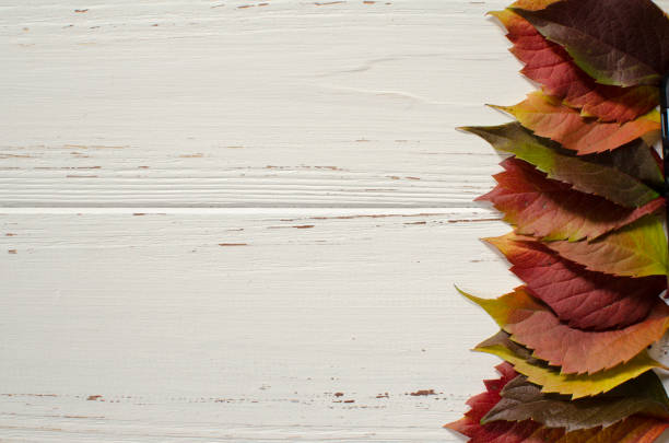 istock Leaves of wild grapes on white background with space for text 895176670