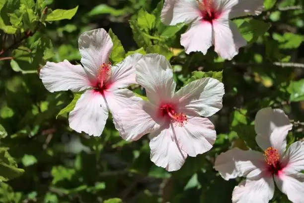 Photo of Pink tropical hibiscus blooming in Australia