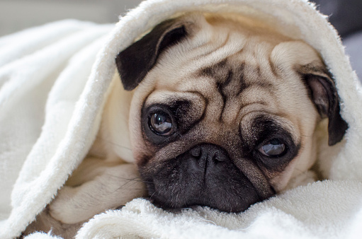 Sad pug puppy lying under towel