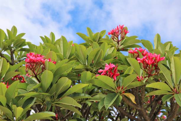 istock Plumeria rubra blooming in Perth, Western Australia 895178720