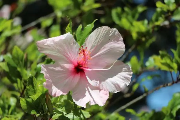 Photo of Tropical Chinese hibiscus blooming in Australia
