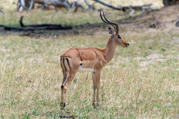 istock Male Impala Facing Left in Hwange National Park, Zimbabwe 895194352
