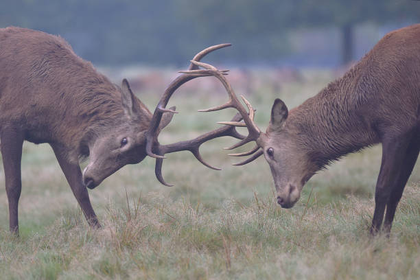 istock Red Deer Stag Rut Richmond Park London UK 895198412