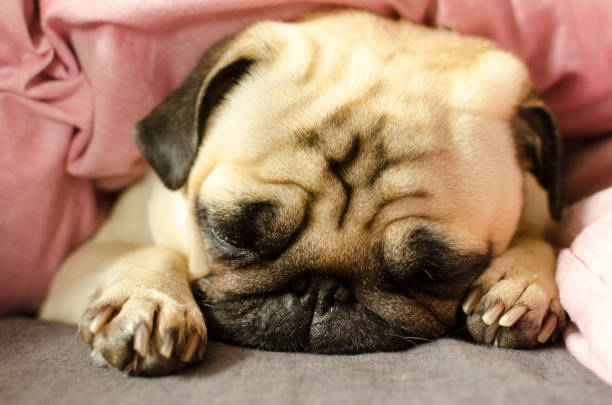 istock Cute pug is sleeping in the bed 895199346