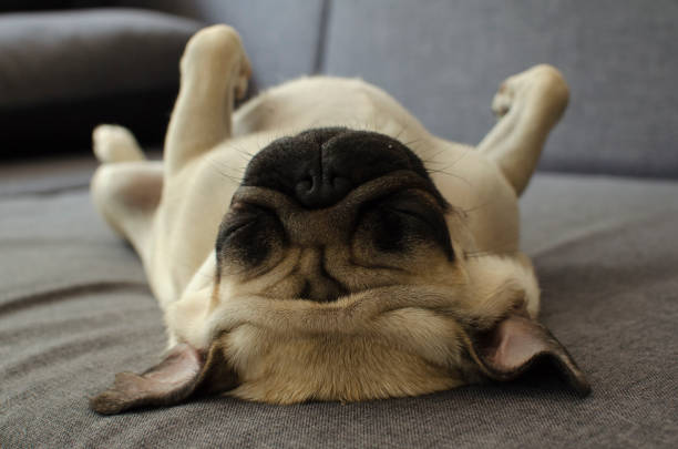 istock Cute small dog breed pug sleeping on back 895202766