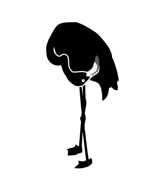istock Black and White pink flamingo isolated on white background. Vect 895215102