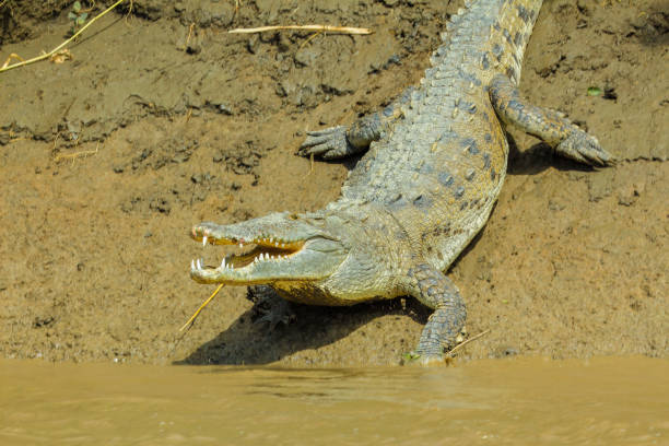 istock crocodile of Costa Rica 895217440