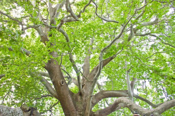 The sycamore tree which gave its name to the Oyukcinar Neighborhood at the North of Bursa was Turkey’s largest tree with its 18.2 meters body width.