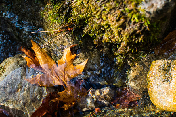 Close up of autumn leaves floating over smooth river rocks