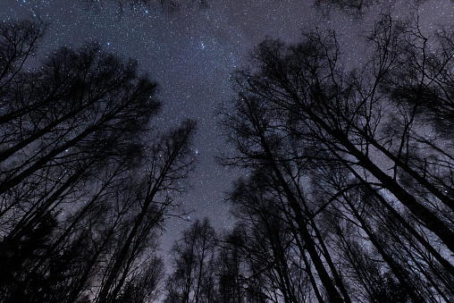 Starry sky above birch forest