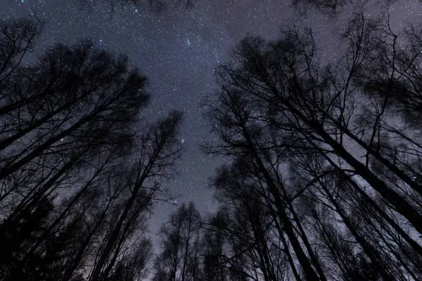 Photo of Starry sky above birch forest