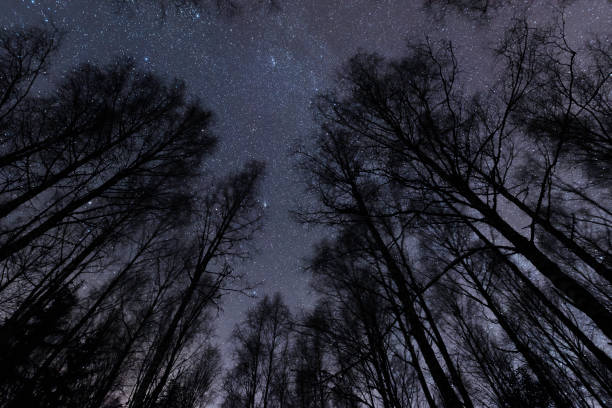 céu estrelado acima floresta birch - tree area beautiful vanishing point tree trunk - fotografias e filmes do acervo