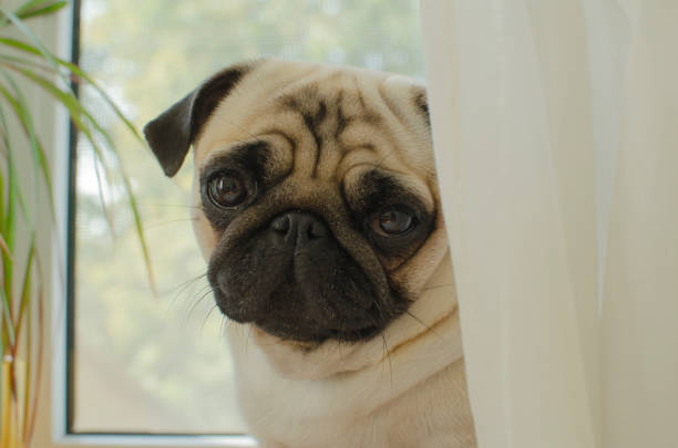 istock Sad puppy pug at the window 895237214