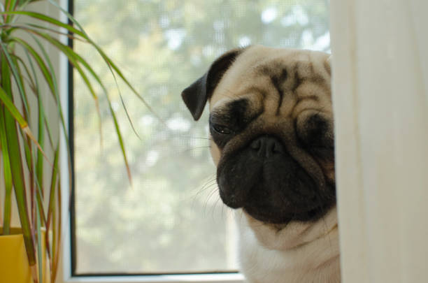 istock Sad puppy pug at the window 895237226