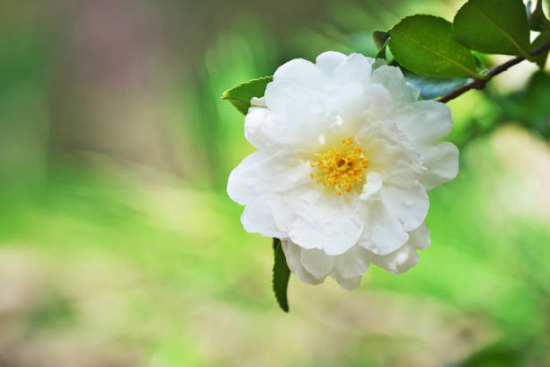 Flower of the sasanqua