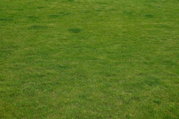 istock vegetative texture of green shallow grass on the lawn 895242316