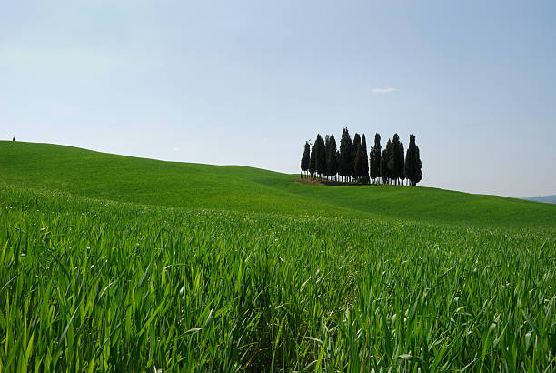 Isolated cypresses stock photo