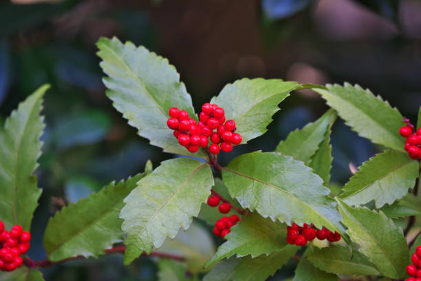 istock Chloranthus glaber Makino 895244900